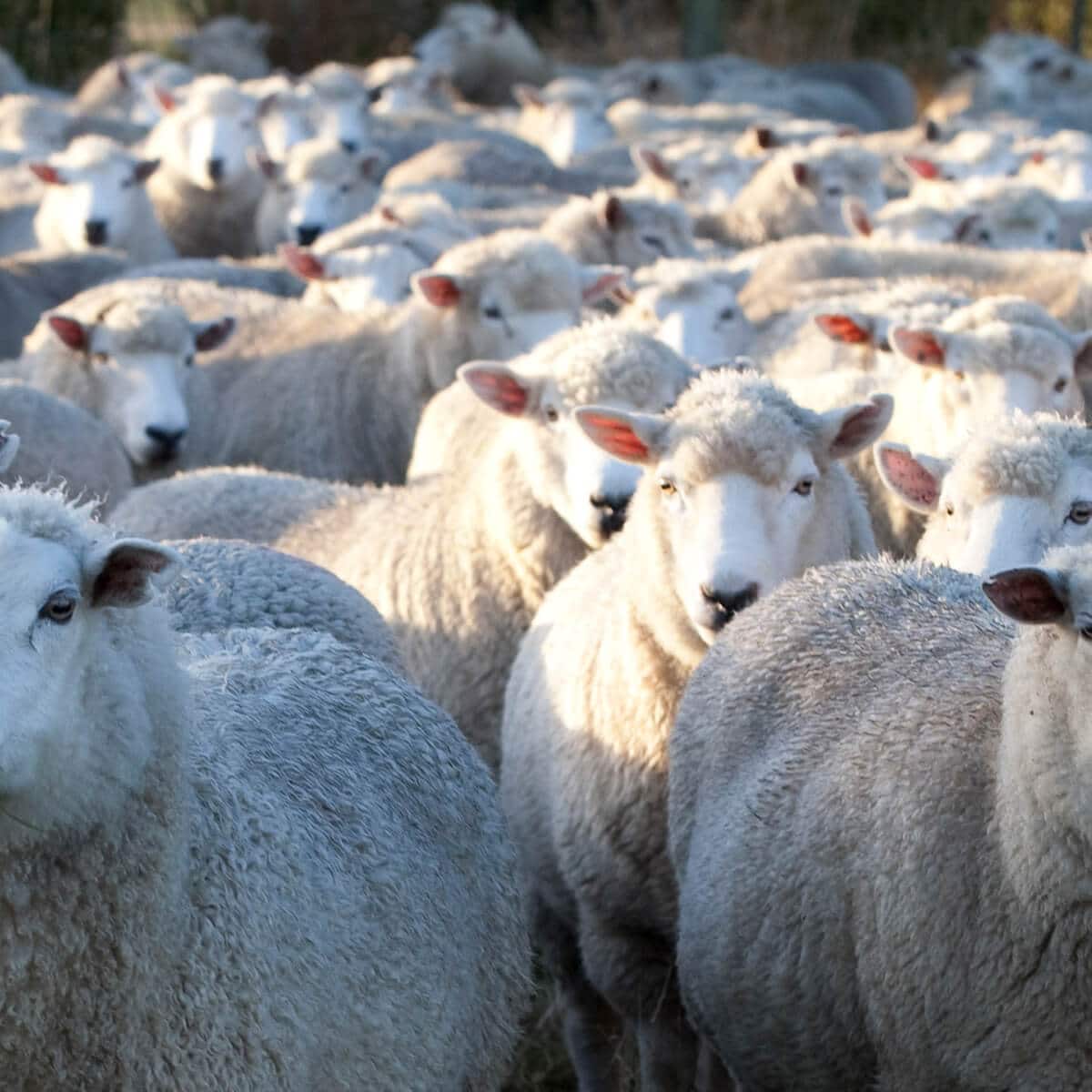 About NZWTA New Zealand Wool Testing Authority